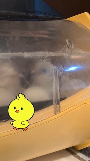 New life on the farm! Chicken coop. Baby chicks are just starting to hatch. Our brooder, (box with heat lamps for the chicks first few weeks), isn't accessible this year , so these little peeps will be heading to our friend Sylvia's farm until they are ready to go outside. #secludedwoodfarm, #basecamp3105, #glampingwestcoast #campingvancouverisland #glampingfarm #campingfarm #glampingbc #farmcamping #campingwestcoast #glampingvancouverisland #vancouverislandadventures #campingbc #bccamping #west