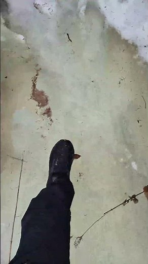 Early Spring Forest Walk | Frozen Stream Sounds