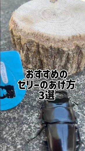 ゼリーのあげ方3選 #クワガタ #ヘラクレスオオカブト #カブトムシ #カブトムシ幼虫 #昆虫 #ギラファノコギリクワガタ #昆虫ゼリー#おすすめ#ダイオウヒラタクワガタ