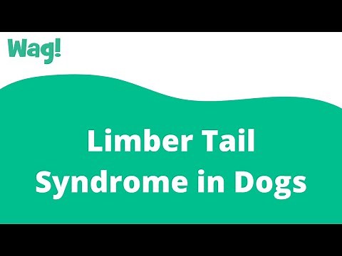 Limber Tail Syndrome in Dogs | Wag!