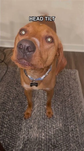 Head tilting so hard he nearly falls over, Weston tries to understand