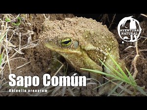 SAPO COMUN-Rhinella arenarum