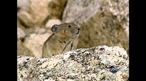 American Pika on the Brink of Extinction