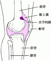 如何进行膝关节穿刺术 - 肌肉骨骼及结缔组织疾病 - MSD诊疗手册专业版