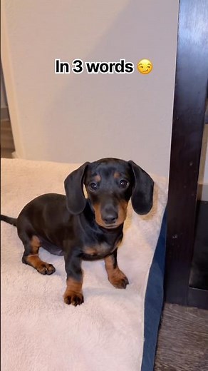 Respond in 3 words 🐶 #funnypuppy #dogvideos #cutedog #viralshorts #cute #puppy #dog