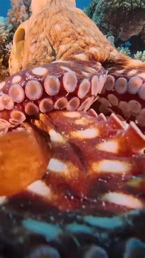 Beautiful orange octopus. #ocean #diving #sealife #octopus #fblifestyle | Lyda