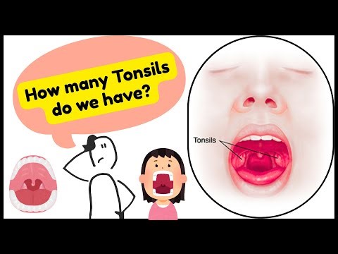 How Many Tonsils are in Normal Humans?
