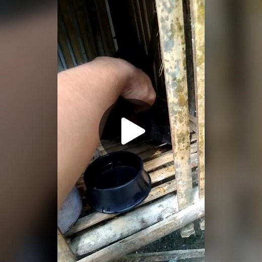 gelmore hatch..1 time winner..4cock derby#sabongislife🐓❤️🔥