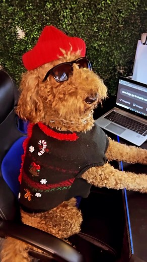 My son wants to take a lady doodle to the Drake and 21 Savage concert 👀 🐶 #fyp #viral #goldendoodle #drake #21savage