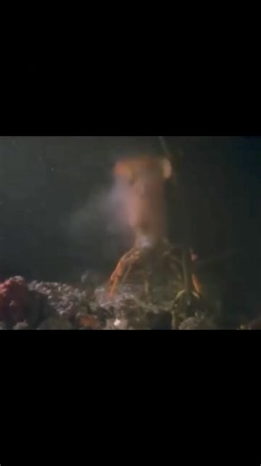 149K views · 680 reactions | Crayfish releasing eggs.. | On The Deck - Footage from Australia's Commercial Fisherman | Facebook