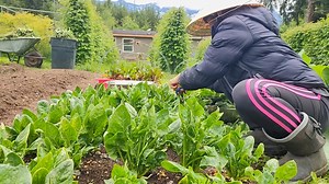 348K views · 5.9K reactions | Thu hoạch măng tây, cải bó xôi,xà lách cuộn, hoa cúc | Nhung Ha Cuoc Song My | Facebook