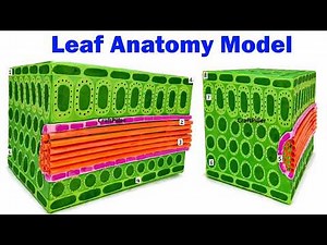 leaf anatomy model science projects diy home | craftpiller | still model