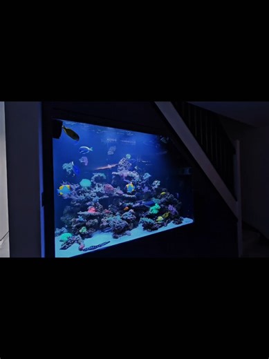 Turn your space into a living masterpiece 🌊✨ Aquarium Brothers LTD specializes in: ✔️ Custom aquarium builds ✔️ Professional installations ✔️ Glass and Acrylic ✔️ Freshwater & marine systems Let the experts handle everything — from setup to sparkle. 📲 Contact us today for a quote! #AquariumBrothers #AquariumInstallation #LuxuryAquariums #FishTankLife