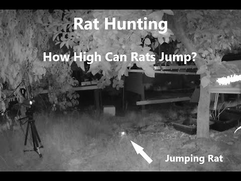 Shooting Rats? How High Can Rats Jump?