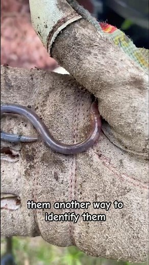 Jumping Worm Garden Invasion