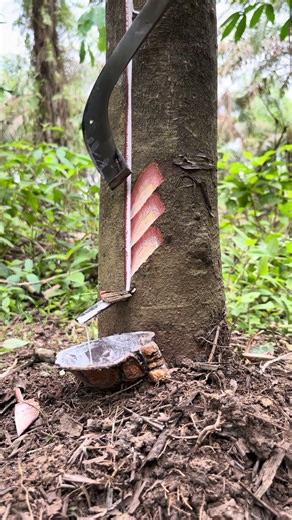 This Tree Is Hiding a Secret!#Shorts #NatureMystery #Viral