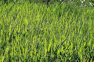 Solar panels made out of grass clippings