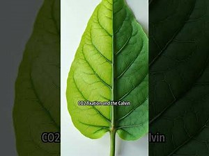 Unveiling the Astonishing Secrets of Photosynthesis