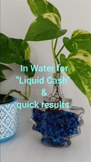 Magnetic Money plant #MoneyPlant #VastuTips#youtubeshorts #money #vastuplants #chinesemoneyplant