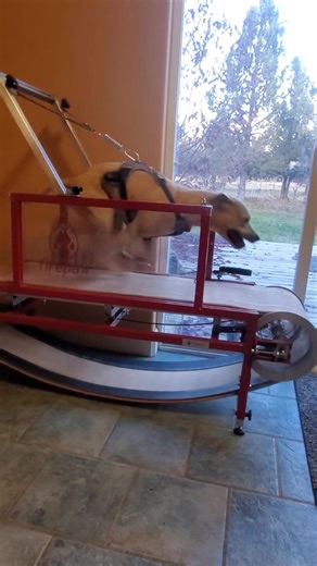 Sporting Dogs on Reels