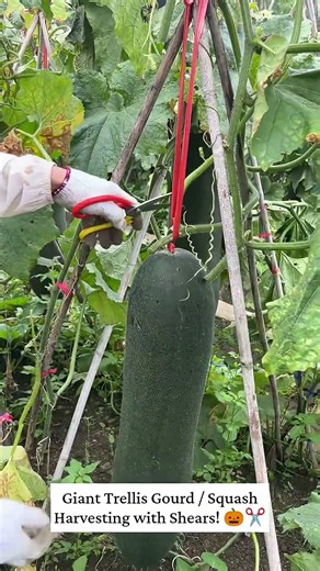🎃✂️ Giant Squash Harvesting With Sharp Shears! 😱🌱 #SquashHarvest #Farming