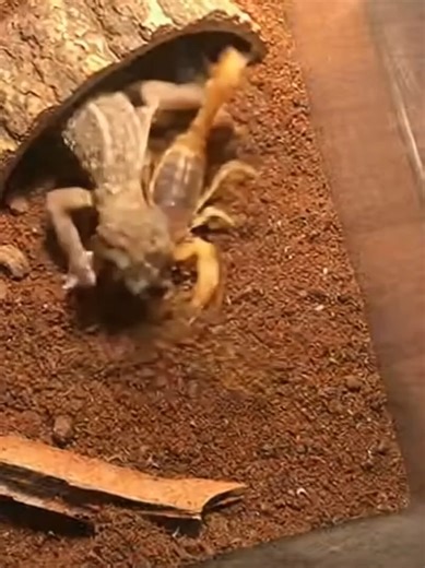 Desert Scorpion vs House Gecko: Nature's Raw Survival Showdown