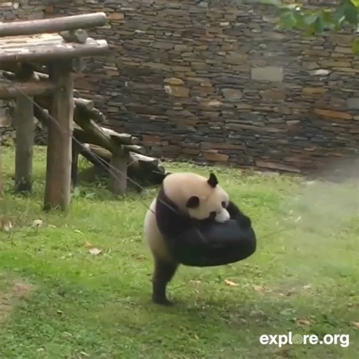 Pandas: they're trying their best. | explore.org