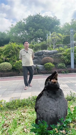 Walking and meeting a crow singing with special effects on mobile phone and cutting the video with