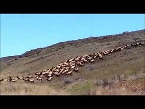 ElkRun, Kittitas County, Washington, Elk