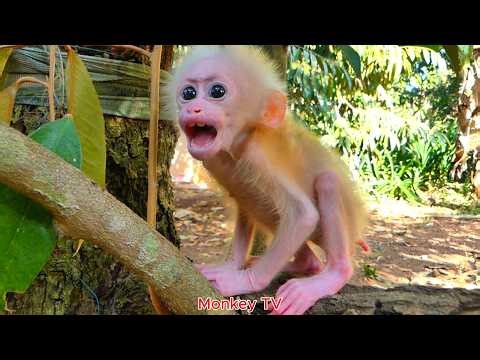 Baby monkey crying for his angry mom!