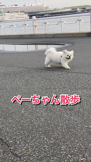 #山下公園 #横浜 #yokohama #横浜中華街 #横浜元町