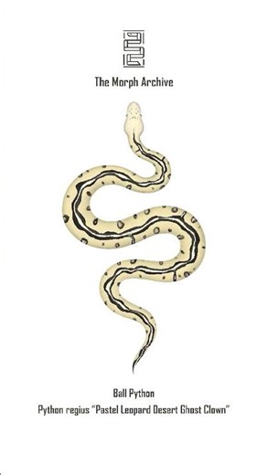 Illustration of the Pastel Leopard Desert Ghost Clown Ball Python by The Morph Archive / Mingo Art