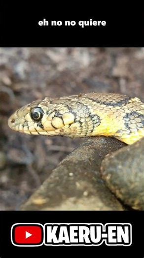 ANOTHER snake bites me