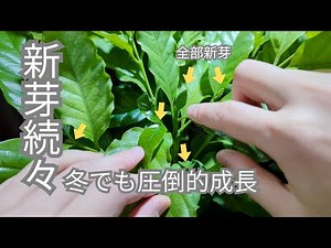 【コーヒーの木】冬でもコーヒーの木を成長させる方法【コーヒーの木の育て方, 観葉植物, 生育ライト,育苗マット,ハウス】