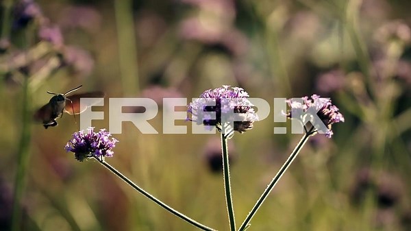 close-up of a hummingbird hovering delicately over vibrant purple wildflowers in a sunlit meadow