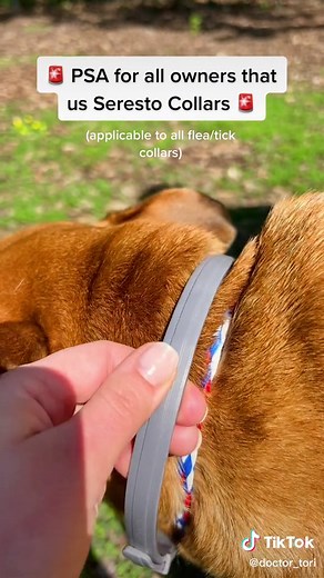 Seresto collars are great! But use them correctly and don’t waste your $$$ #veterinarian #veterinariansoftiktok #vetmed #vet #fleas #ticks #summer #fyp #foryoupage #pettips #seresto #serestocollar