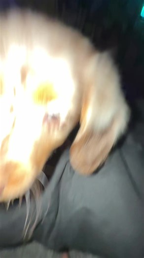 G Diddy (@gdizzle031416)’s videos with original sound - tco.dylann