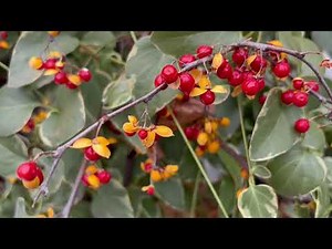 American bittersweet (Celastrus scandens) and Japanese spindle, evergreen spindle