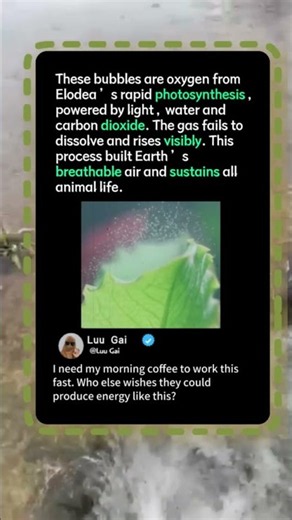 Why This Plant Is BREATHING Underwater! 🌿🫧 #Science #Nature #Biology