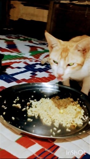 পুচু ঔ কালুয়া ব্রেকফাস্ট করছে#catshorts#catvideo#catfunny#funny#YouTubeshort#comedy#dancingcat#cat