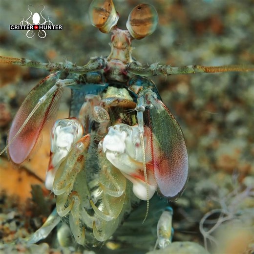 Pink-eared mantis shrimp are stunning and elusive reef dwellers, admired for their vivid colors and striking “ears” that give them their name. With lightning-fast reflexes and a pair of raptorial claws, they can deliver one of the quickest and most powerful strikes in the animal kingdom. Often found peeking from sandy burrows or rubble patches, these tiny predators are both beautiful and formidable. 📷 Day dive in Dauin, Philippines with Critter Republic Dive Resort Though small in size, pink-ea