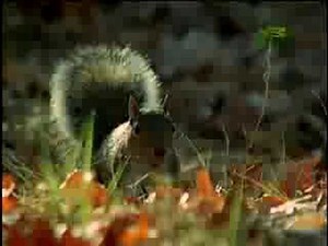 Fooled By Nature - Alchetron, The Free Social Encyclopedia