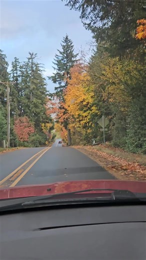 its that magical time of year when fairies exchange their bright flowers for the warm autumn leaves. Red and yellows and all minors of oranges dance across the leaves and gently fall to the earth to begin a new after winter moves through.#fall #leaves #falldrive #cruising #magical