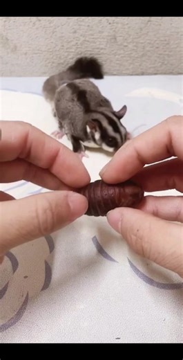 Sugar glider 🧚‍♂️ (@wjn510)’s videos with 超强节奏dj版 - dj苏沫楠