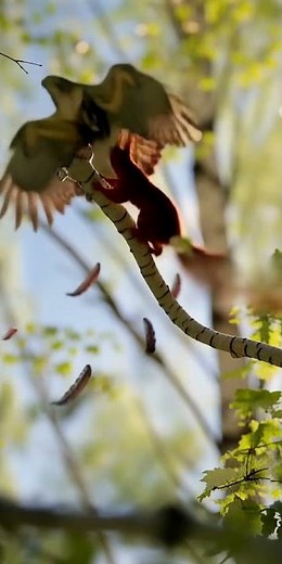 Brave Squirrel Defends Nest from Hawk!