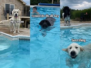 1.5M views · 66K reactions | Dogs Have A Pool Party | Charlie The Golden | Facebook
