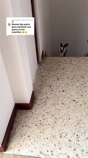 Respuesta a @Ed🦊#conejitos🐰🥕 #conejosmascota #conejo