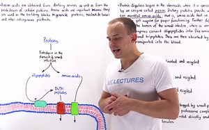 Andrey K - Biochemistry - Amino Acid Metabolism