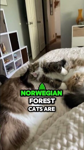 "Norwegian Forest Cats: The Majestic Climbers with a Loving Heart"