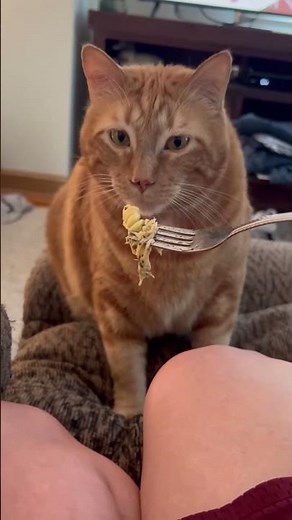 Try not to laugh 😂😂😂 #animals #dog #pet #haha #cat 2